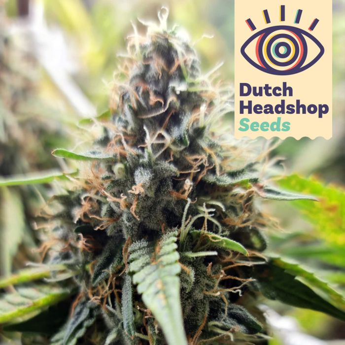 Auto Pineapple Express (Huismerk) main product photo