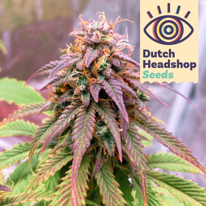 Auto Zkittlez (Huismerk) main product photo