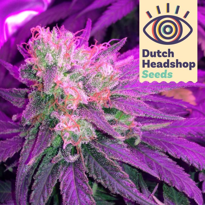 CBD Critical Mass (Huismerk) main product photo