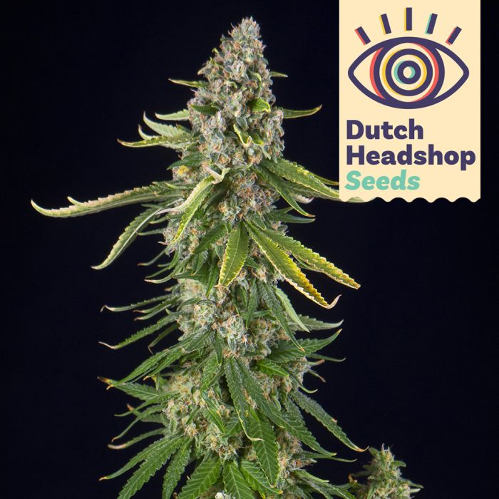 Classic Autoflower Mix (Huismerk) 5 zaden main product photo