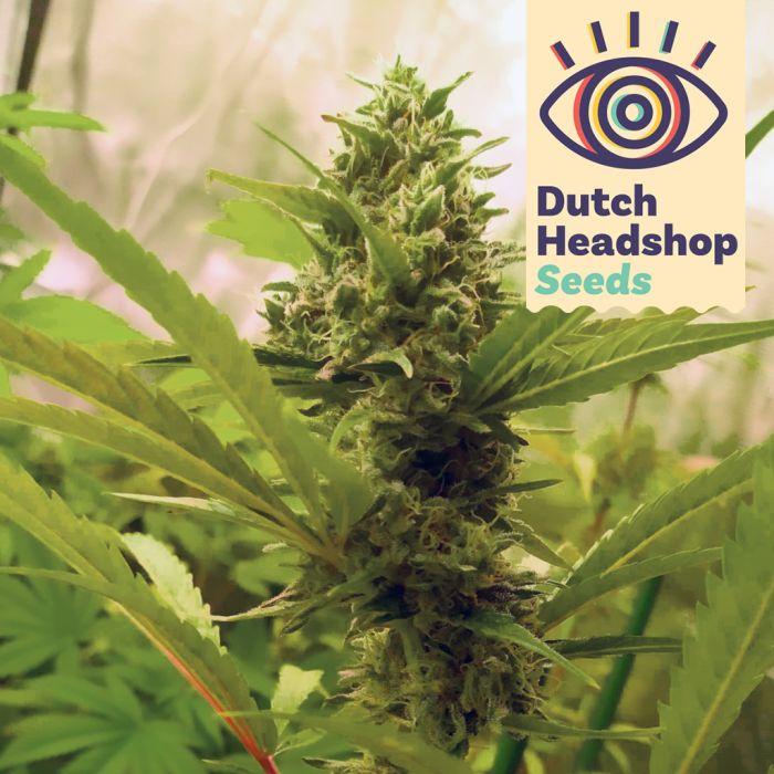 Green Crack (Huismerk) main product photo