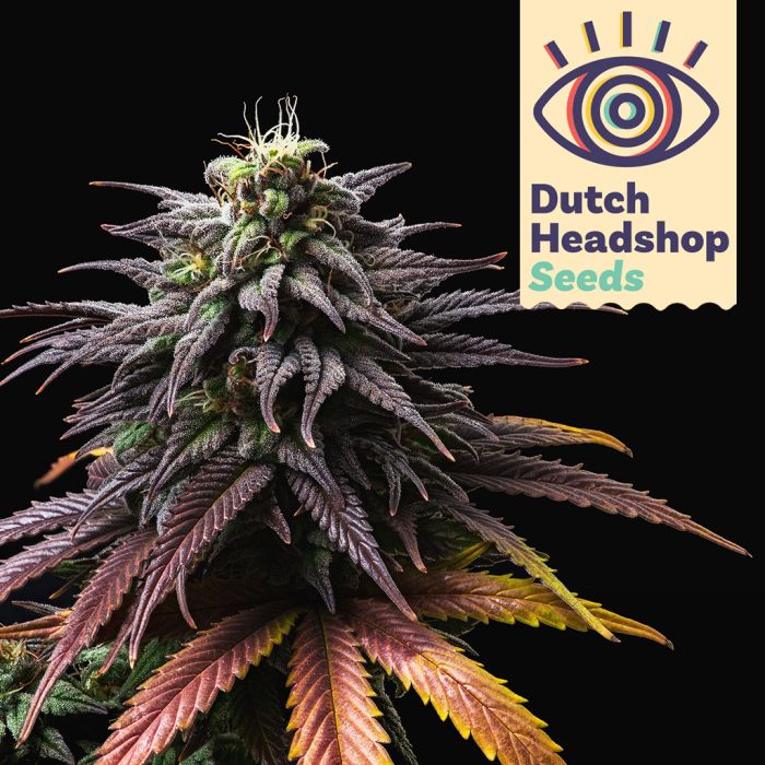 Purple Haze (Huismerk) main product photo