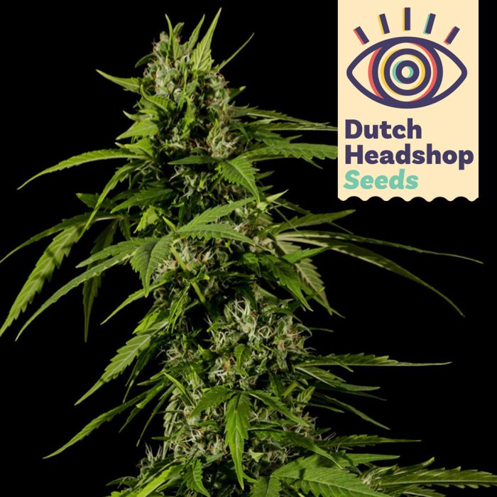 Auto Big Bud (Huismerk) main product photo