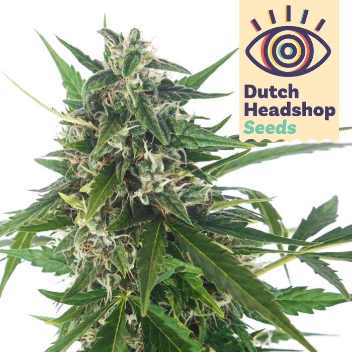 Gorilla Zkittlez (Huismerk) main product photo
