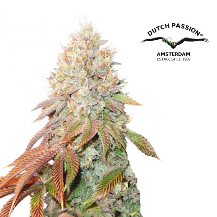 Auto Banana Blaze (Dutch Passion) 3 zaden main product photo