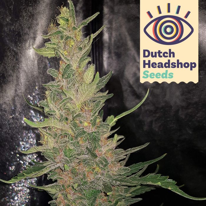 Early Skunk (Huismerk) main product photo