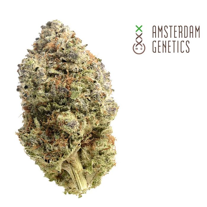 Fatkid’s Cake (Amsterdam Genetics) 3 zaden main product photo