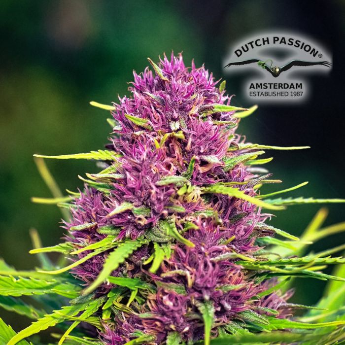 Frisian Dew (Dutch Passion) 5 zaden main product photo