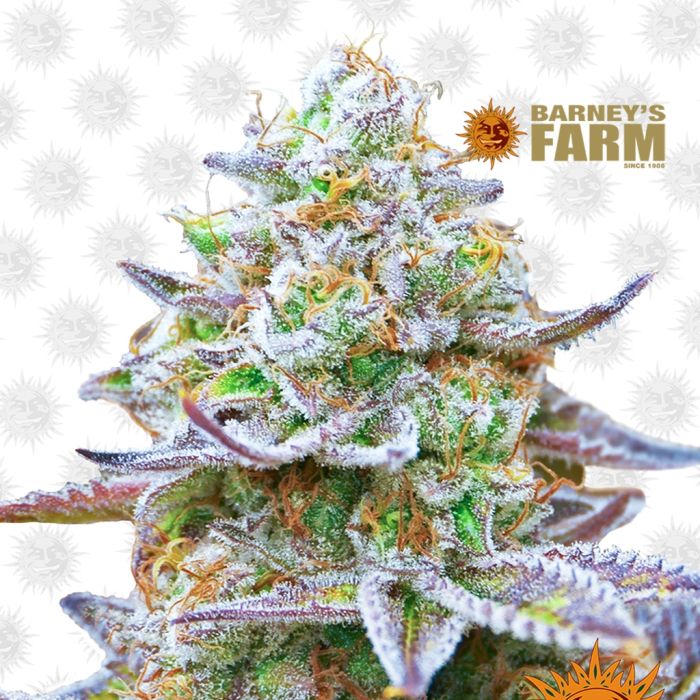 Gorilla Zkittlez (Barney's Farm) main product photo