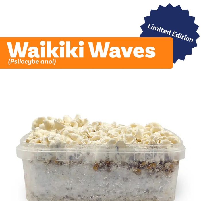 Paddo Kweekset Waikiki Waves (Ready-to-Grow Growkit) - 1200 cc main product photo