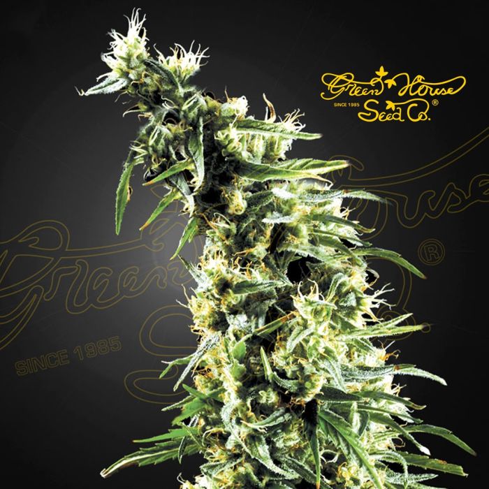 Hawaiian Snow (Greenhouse Seeds) 5 zaden main product photo