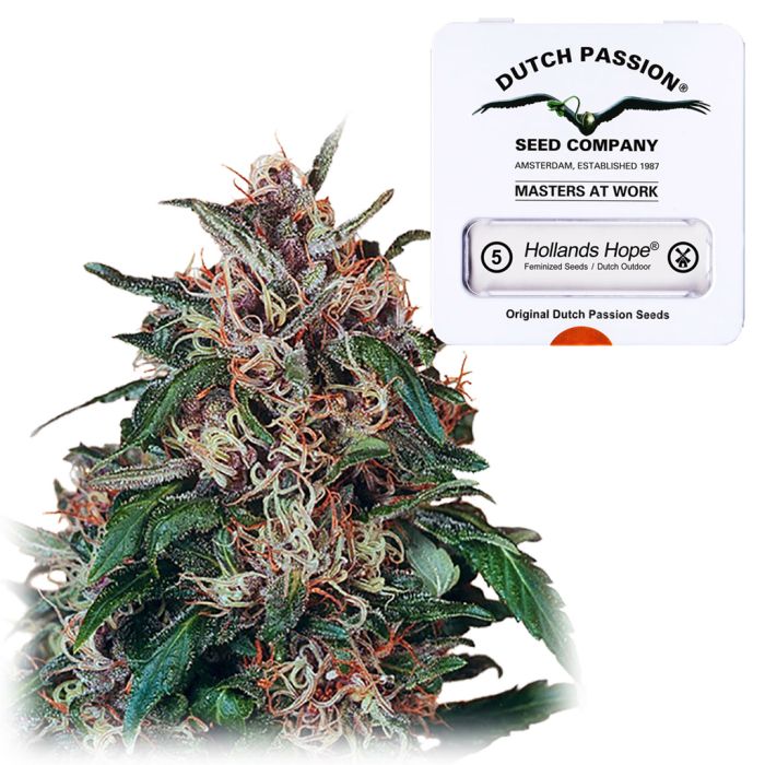 Hollands Hope (Dutch Passion) 5 zaden main product photo