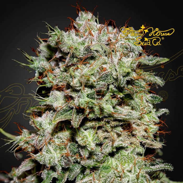 Kalashnikova (Greenhouse Seeds) main product photo