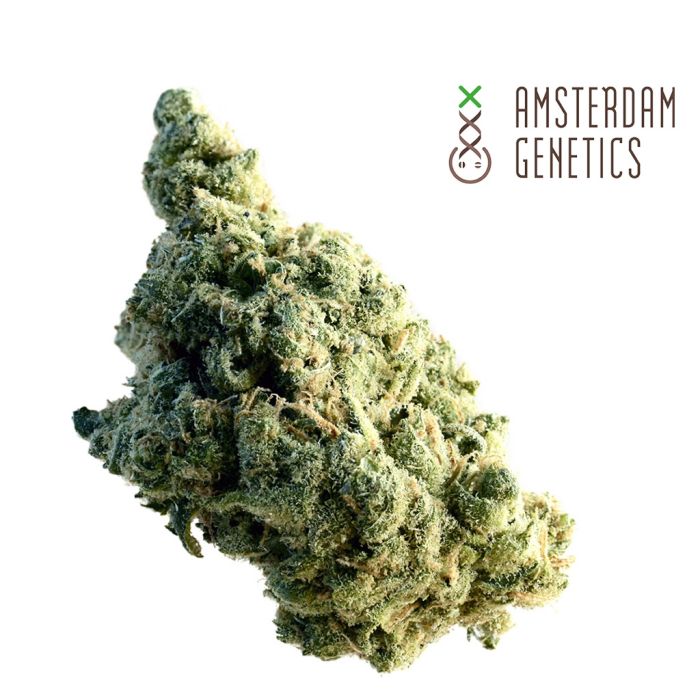 Lemon Ice (Amsterdam Genetics) 3 zaden main product photo