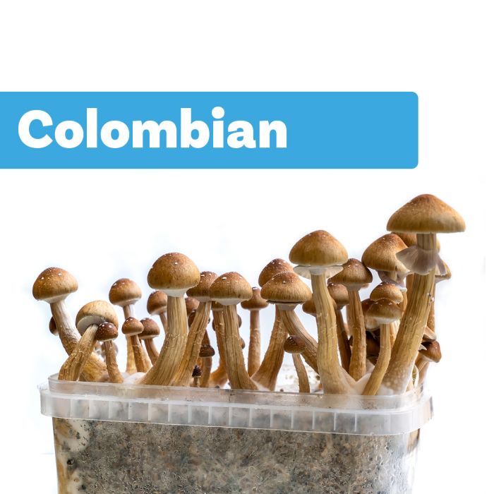 Paddo Kweekset Colombian (Ready-to-Grow Growkit) main product photo
