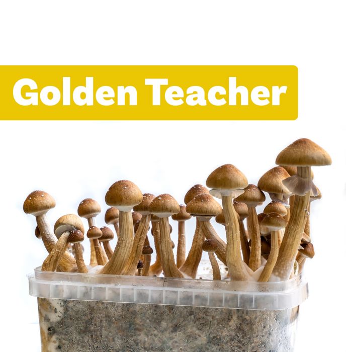 Paddo Kweekset Golden Teacher (Ready-to-Grow Growkit) main product photo