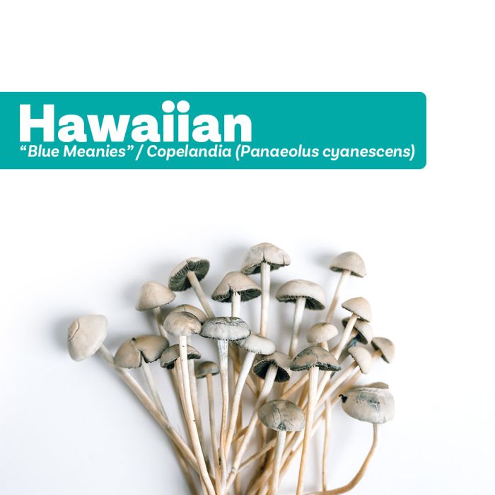 Paddo Kweekset Hawaiian (Copelandia Cyanescens Growkit) 1200 cc main product photo