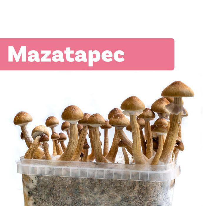 Paddo Kweekset Mazatapec (Ready-to-Grow Growkit) main product photo