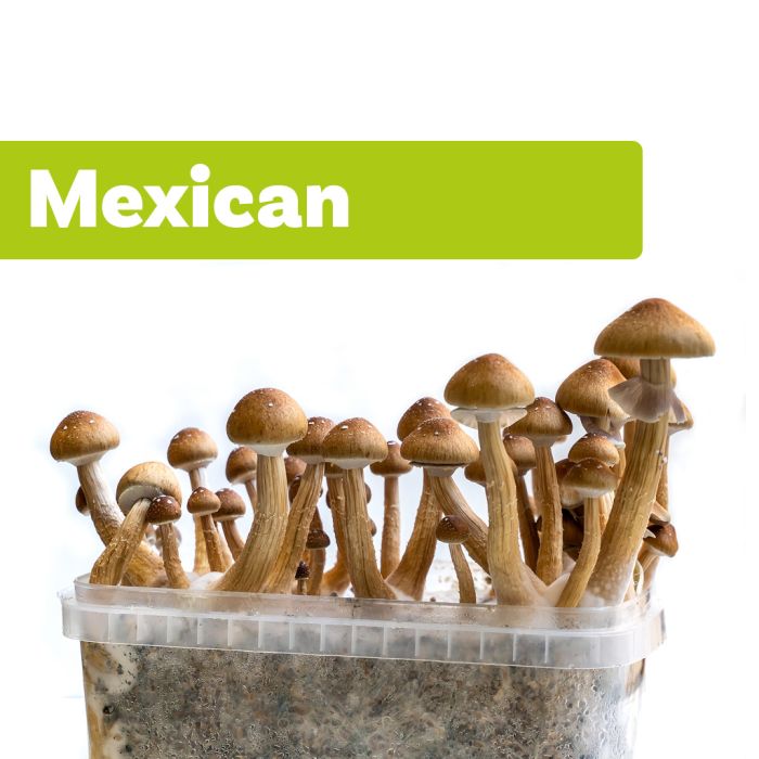 Paddo Kweekset Mexican (Ready-to-Grow Growkit) main product photo
