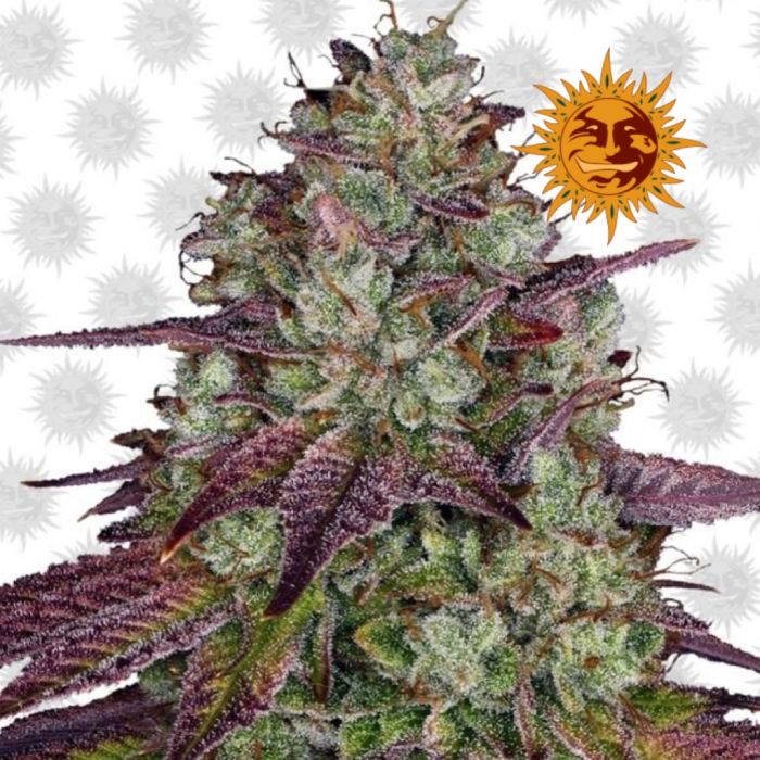 Mimosa EVO (Barney's Farm) main product photo