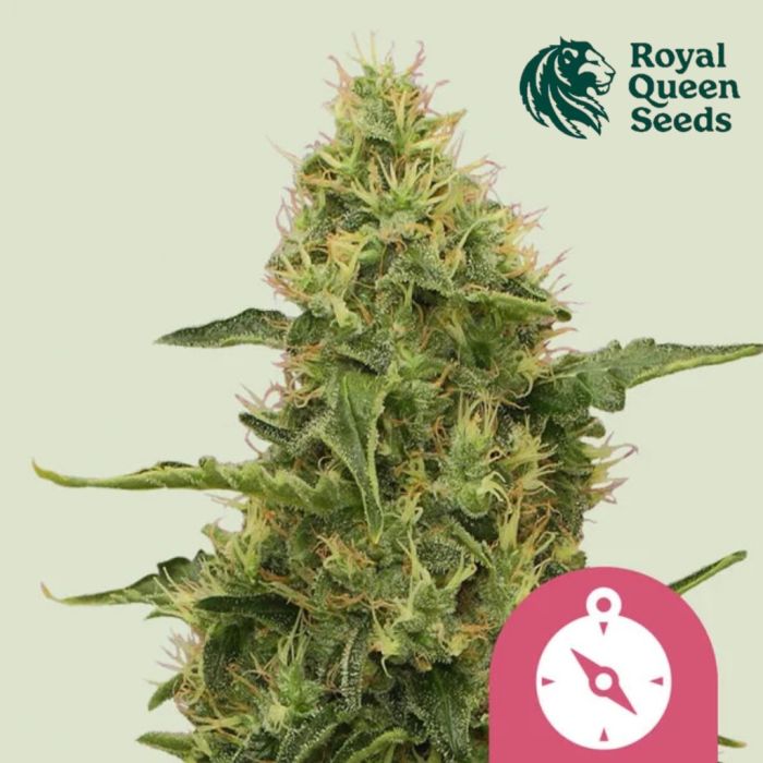 Northern Light (Royal Queen Seeds) 5 zaden main product photo