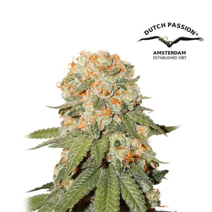 Orange Bud (Dutch Passion) 5 zaden main product photo