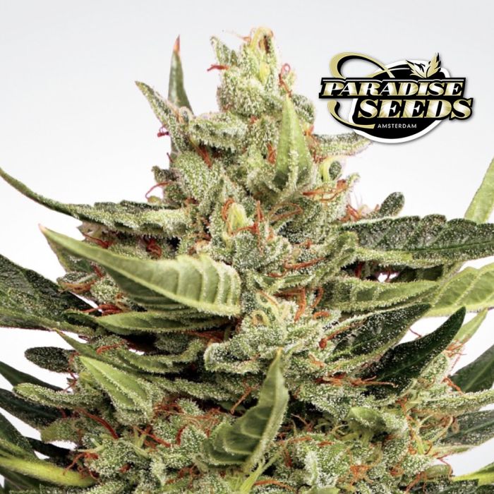 Vertigo Autoflower (Paradise Seeds) 3 zaden main product photo