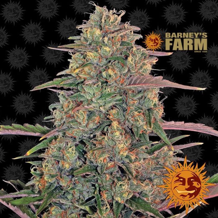 Pineapple Chunk (Barney's Farm) 5 zaden main product photo