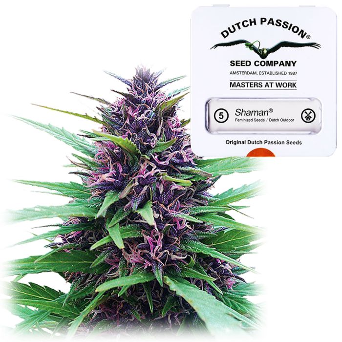 Shaman (Dutch Passion) 5 zaden main product photo