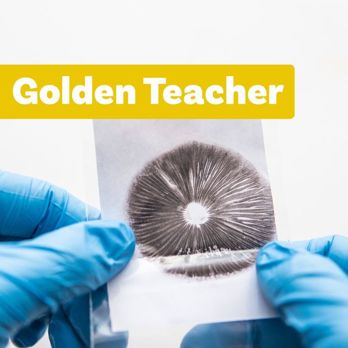 Paddo Sporenprint | Golden Teacher main product photo