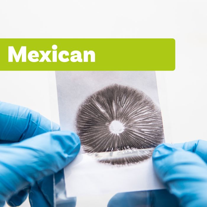 Paddo Sporenprint | Mexican main product photo