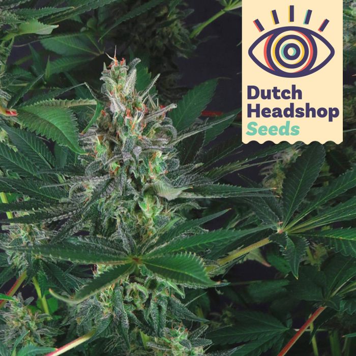 Strawberry Cough (Huismerk) main product photo