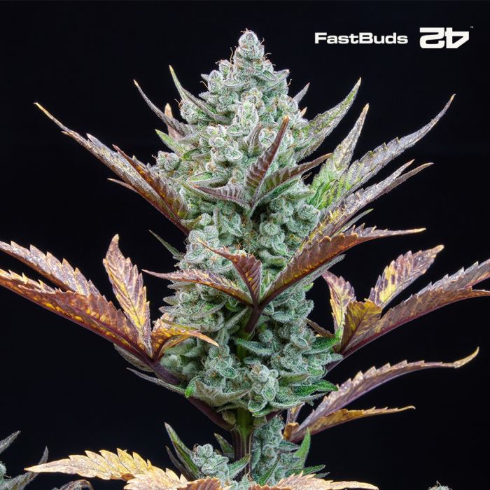 Wedding Glue Auto (Fast Buds) main product photo