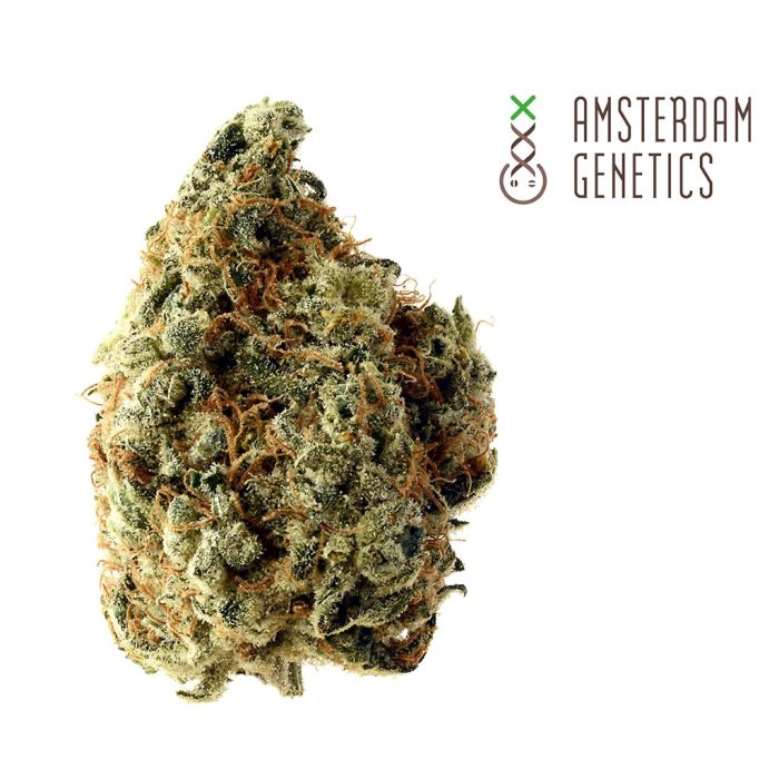 White Choco (Amsterdam Genetics) 3 zaden main product photo