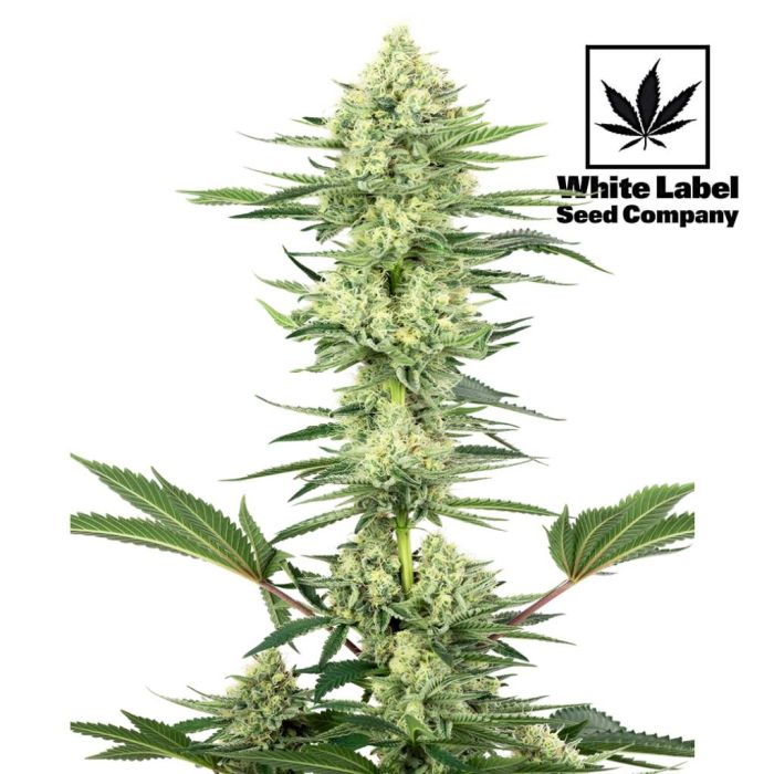 White Gorilla Haze (White Label) main product photo