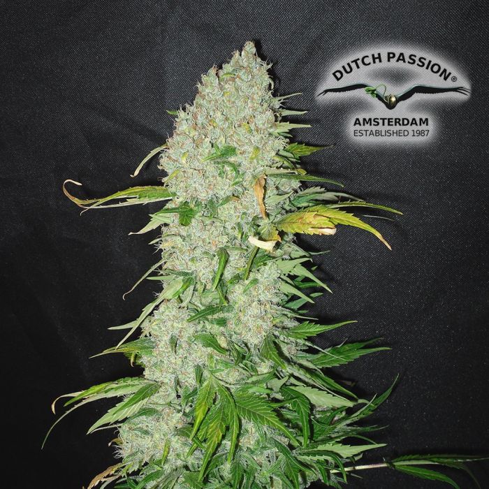 White Widow (Dutch Passion) 3 zaden main product photo