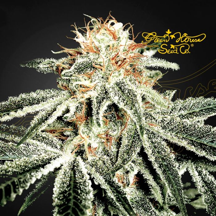 White Widow (Greenhouse Seeds) 5 zaden main product photo