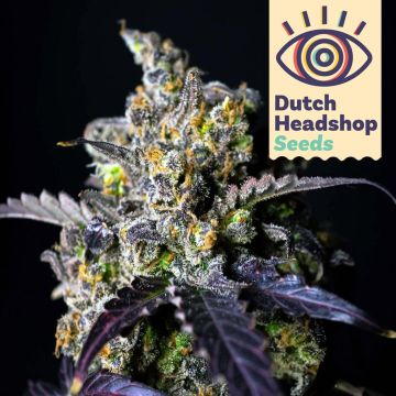 USA Autoflower Mix (Huismerk) 5 zaden