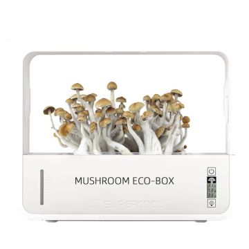Growbox Paddos Kweken (Crownow)
