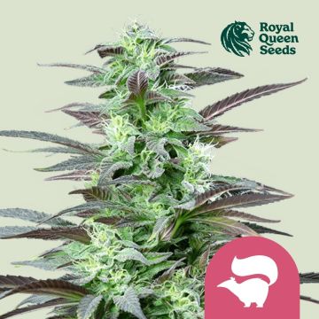 Skunk XL (Royal Queen Seeds) 5 zaden