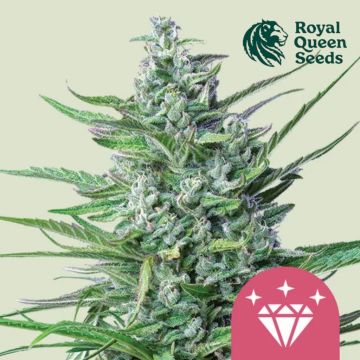 Special Kush #1 (Royal Queen Seeds) 5 zaden