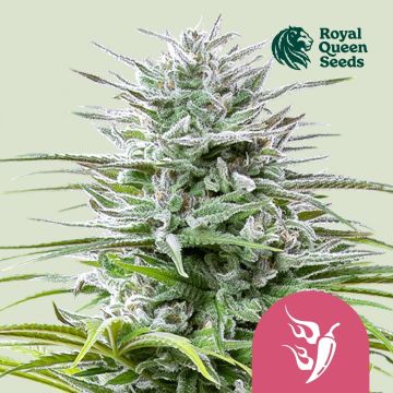 Speedy Chile Fast Flowering (Royal Queen) 3 zaden