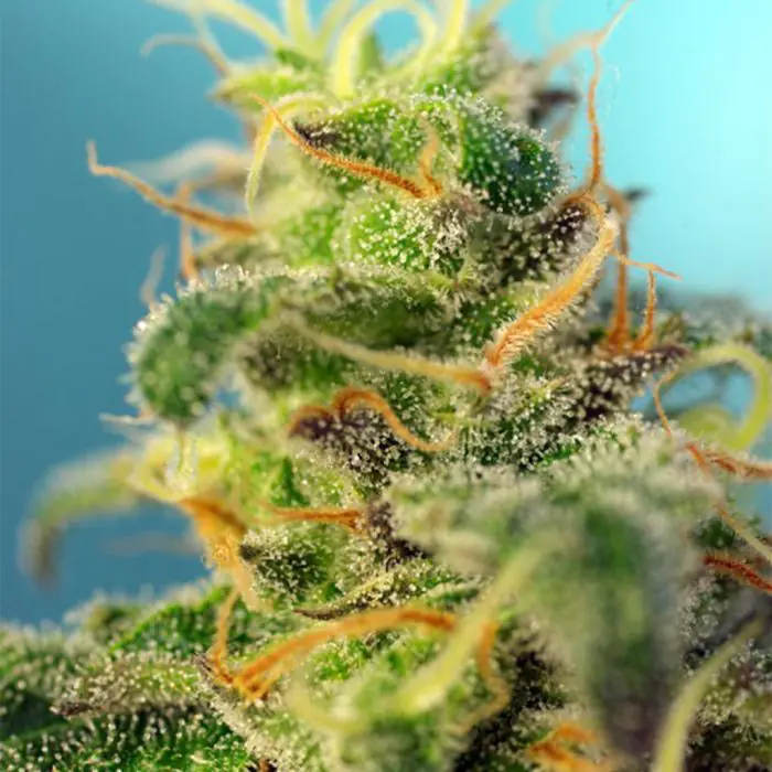 Cream Caramel CBD  (Sweet Seeds)