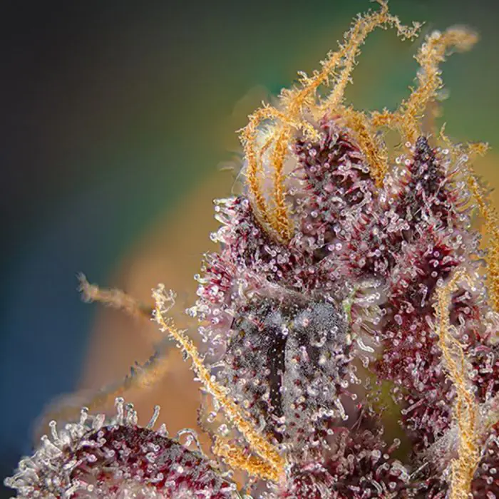 Black Muffin F1 Fast Version (Sweet Seeds)