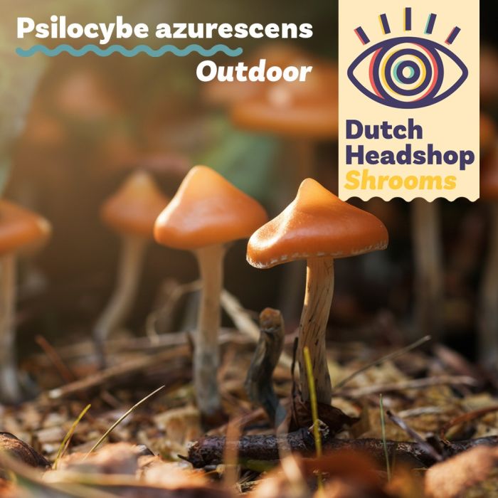 Outdoor Paddo's - Psilocybe azurescens broed 280cc (Huismerk) main product photo