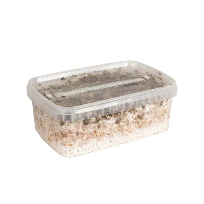 Paddo Kweekset Marshmallow (Ready-to-Grow Growkit) - 1200 cc