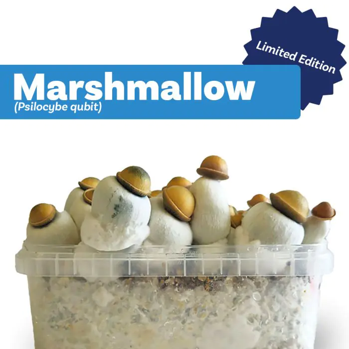 Paddo Kweekset Marshmallow (Ready-to-Grow Growkit) - 1200 cc