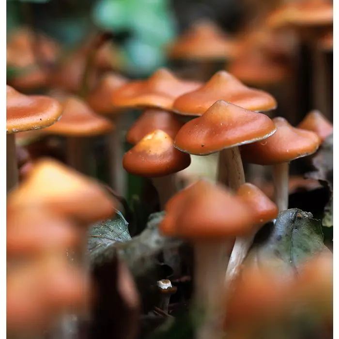 Outdoor Paddo's - Psilocybe Azurescens Growkit 500 gram