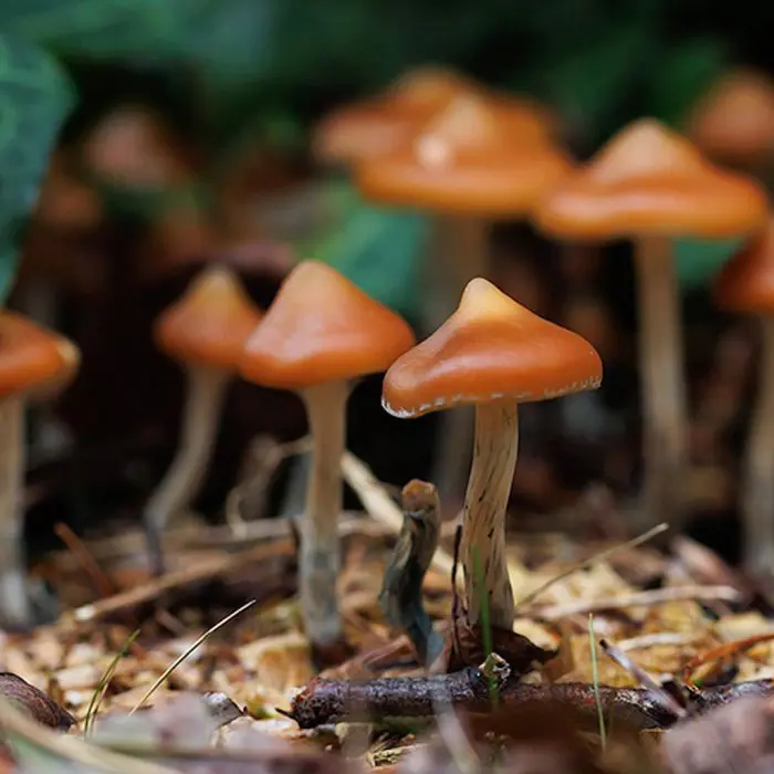 Outdoor Paddo's - Psilocybe Azurescens Growkit 500 gram