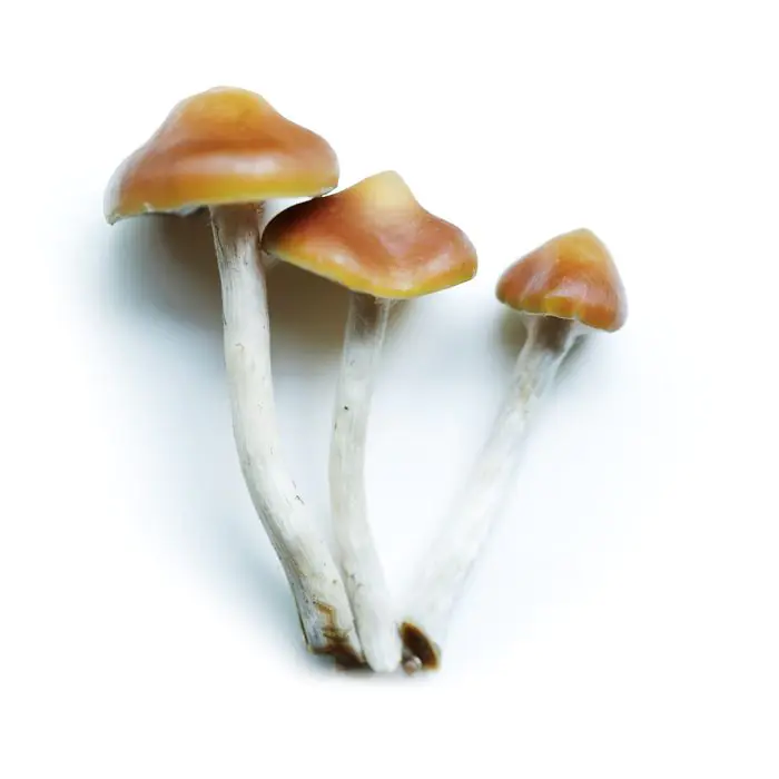 Outdoor Paddo's - Psilocybe Azurescens Growkit 500 gram